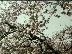 BLOSSOM ROUTE - COLOUR News Clip