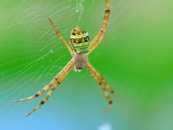 Spider Stock Footage