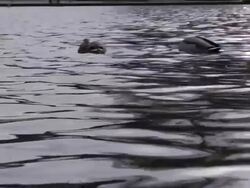 Ducks in Pond Stock Footage