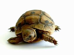 Turtle Stock Footage