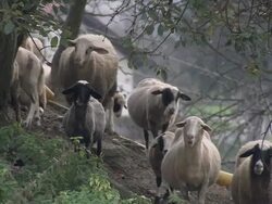 SHEEPs HERDING Stock Footage