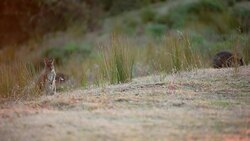Wild Kangaroos at Lamington National Park, Queensland, Australia Stock Footage