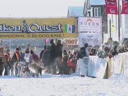MS Start of Yukon Quest Sled Dog Race AUDIO / Whitehorse, Yukon Territory, Canada Stock Footage