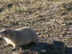 Prairie Dog Stock Footage