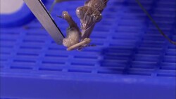 Tweezers hold a live maggot out for a praying mantis to grab and then eat. Stock Footage