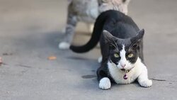 Female cats attract male cat. Stock Footage