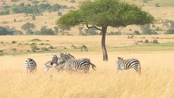 Zebra Grazing at Savannah Stock Footage