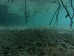 Mangrove, aerial roots growing through sea, lagoon, underwater, Aldabra, Indian Ocean  Stock Footage