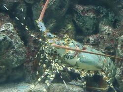 Big lobsters are hiding under the reef. Stock Footage