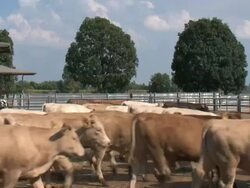 Herd of cows in the paddock Stock Footage