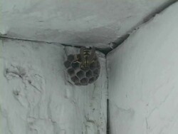 European Paper Wasp Stock Footage