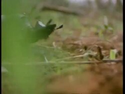CU dung beetle walking in front of camera, towards dung, Kenya Stock Footage