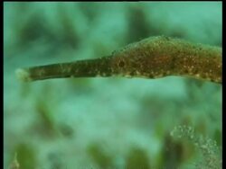 CU Long-snout pipehorse fish amongst seagrass, zoom out, Malaysia Stock Footage