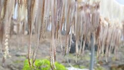 Squid ,Raw material dried for process to do food dry. Stock Footage
