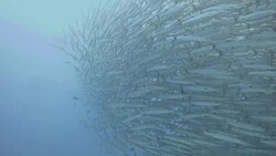 School of blackfin barracuda (sphyraena qenie) at Maratua, Indonesia Stock Footage