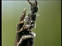 BCU Tilt up, Thynnid wasp trying to attract partner by opening jaws, Australia Stock Footage