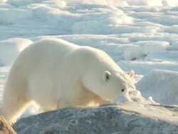   MS TS Polar bear walking among boulders of ice / Churchill, Manitoba, Canada Stock Footage