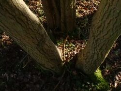 T/L shadows moving across Ash (Fraxinus sp.) coppice stool, woodland, UK Stock Footage