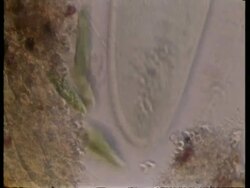 CU microscopic view of Paramecium and Euglena Stock Footage