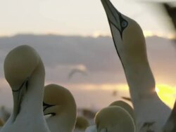 MS R/F Shot of Sun rising and partially obscured by low clouds with a focus pull to Cape gannets preening and stretching in FG / Namaqualand, Northern Cape, South Africa Stock Footage