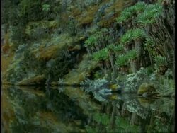 MS dense jungle and Tree Senecios, Dendrosenecio adnivalis, on hillside mirrored on lakes surface, Uganda, Africa Stock Footage