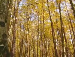 HD DOLLY: Beautiful Autumn Trees In Sunlight Stock Footage