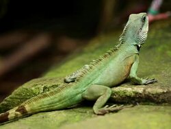 Reptile Stock Footage