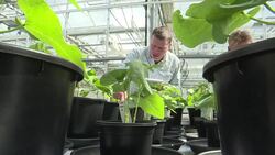 CLEAN : Moon and Mars veggies grow in Dutch greenhouse News Clip