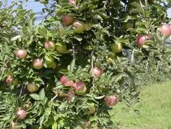 MS TU Shot of Red apples hanging on tree in apple orchard / Merano, Trentino, Tyrol, Italy Stock Footage
