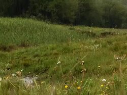 Hail Storm Stock Footage