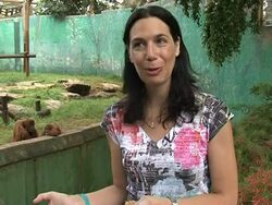 CLEAN: Ageing orangutan mum brings hope with new birth News Clip