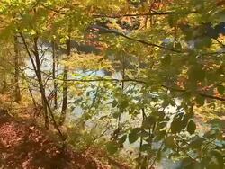 CRANE: Nature in autumn Stock Footage