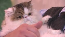 Amazing animals at 'Fluffytorium' in London News Clip