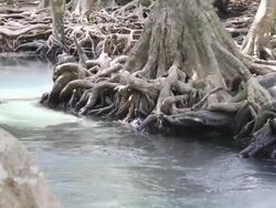 Brook and beautiful root (Krabi, Thailand). Stock Footage