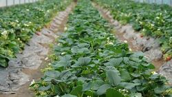strawberry farm Stock Footage