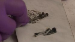 CLEAN : Culture war brews over S African golden rhino figurine News Clip