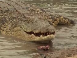 A crocodile snaps its jaws as it lurks in shallow water. Stock Footage