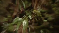Ferns and mosses grow around a tangle of tree roots. Stock Footage