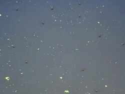 Water Striders in Action Stock Footage