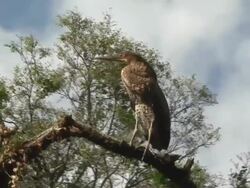 Fasciated Tiger-heron in branch Stock Footage