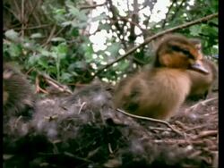 CU Mallard ducklings, Anas platyrhynchos, moving around nest, England, UK Stock Footage