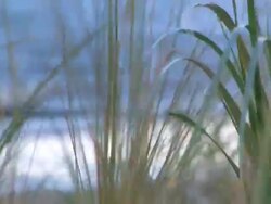 Tall Breezy Grass + Audio Stock Footage