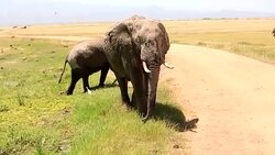 Very Dangerous Condition at Wildlife with Mother and baby elephant Stock Footage