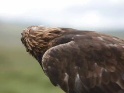 Golden eagle standing over stone Stock Footage