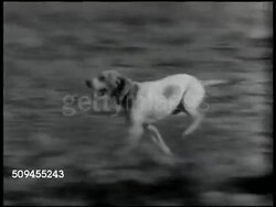 1936: FINDING THE QUAIL: WS Many men on horseback walking open woods field. Pointer dog running across field. Covey of quail. WS Pointer running in woods, stopping dead still, freezing.  Sporting dog, hunting companion. Instructional Video