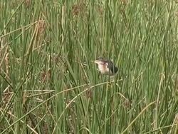 Least Bittern Chick Stock Footage