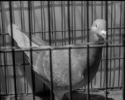 SOMETHING TO POUT ABOUT! News Clip