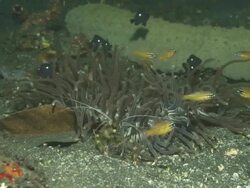 Anemone, Indonesia  Stock Footage