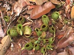 Small frog and pitcher plants Stock Footage