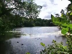 Lake - Idyll Stock Footage